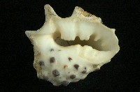 白齒岩螺藏品圖，第3張